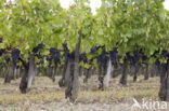 Grape-vine