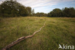 Duinen van Oostvoorne