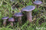 Primrose Brittlegill (Russula drimeia)