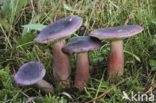 Primrose Brittlegill (Russula drimeia)
