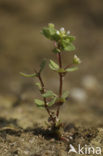 Allseed (Radiola linoides)