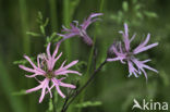 Echte koekoeksbloem (Lychnis flos-cuculi)