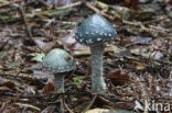 Verdigris Toadstool (Psilocybe aeruginosa)