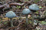 Verdigris Toadstool (Psilocybe aeruginosa)