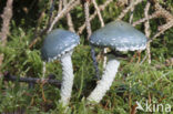 Verdigris Toadstool (Psilocybe aeruginosa)