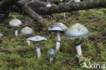 Verdigris Toadstool (Psilocybe aeruginosa)