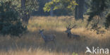 Red Deer (Cervus elaphus)