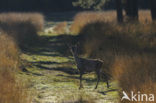 Red Deer (Cervus elaphus)