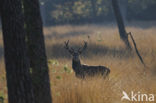 Red Deer (Cervus elaphus)