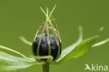 Herb-Paris