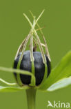 Eenbes (Paris quadrifolia)