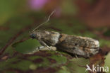 Eikentopspinselmot (Acrobasis consociella)