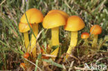 Elfenwasplaat (Hygrocybe ceracea) 