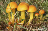 Butter Waxcap (Hygrocybe ceracea)