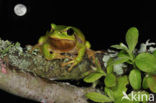 European Tree Frog (Hyla arborea)