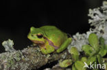 European Tree Frog (Hyla arborea)