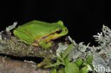 Europese boomkikker (Hyla arborea) 