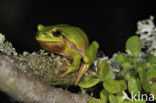 European Tree Frog (Hyla arborea)