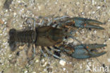 River Crayfish (Astacus astacus) 