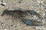 River Crayfish (Astacus astacus) 