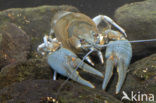 River Crayfish (Astacus astacus) 