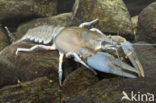 River Crayfish (Astacus astacus) 