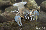 River Crayfish (Astacus astacus) 