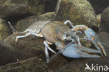 Europese rivierkreeft (Astacus astacus) 
