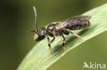 Fijngestippelde groefbij (Lasioglossum punctatissimum)