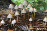 Fraaisteelmycena (Mycena inclinata)