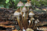 Fraaisteelmycena (Mycena inclinata)