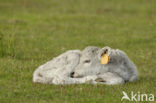 Galloway Cow (Bos domesticus)