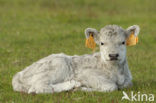 Galloway Cow (Bos domesticus)