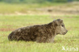 Galloway Koe (Bos domesticus)