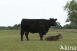 Galloway Cow (Bos domesticus)