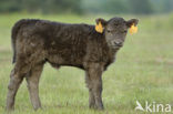 Galloway Cow (Bos domesticus)