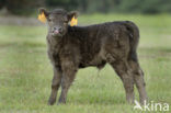 Galloway Cow (Bos domesticus)