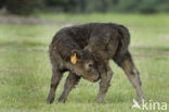 Galloway Cow (Bos domesticus)