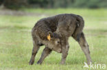 Galloway Koe (Bos domesticus)