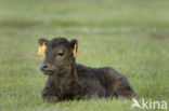 Galloway Cow (Bos domesticus)