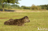 Galloway Koe (Bos domesticus)