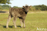 Galloway Cow (Bos domesticus)