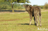 Galloway Koe (Bos domesticus)