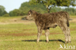 Galloway Cow (Bos domesticus)