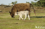 Galloway Cow (Bos domesticus)