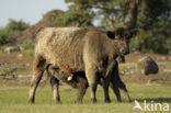 Galloway Koe (Bos domesticus)