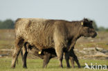 Galloway Koe (Bos domesticus)