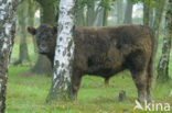 Galloway Cow (Bos domesticus)