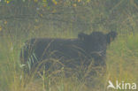 Galloway Cow (Bos domesticus)