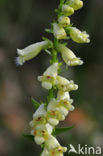 Geel vingerhoedskruid (Digitalis lutea)